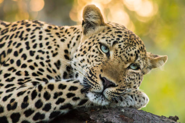 Sunset Leopard in a tree. The sunset sets in the background of this stunning female leopard as she prepares to start her evening hunt. leopard big cat animal africa stock pictures, royalty-free photos & images