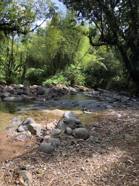 istock River in the Martinique rainforest 1203716483