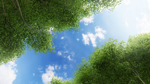 istock Frame of green leaves with sky background.3D illustration 1203716655