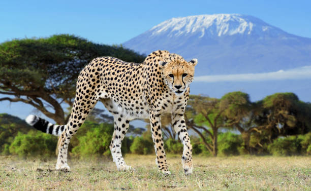 istock Wild african cheetah on Kilimanjaro background 1203717852
