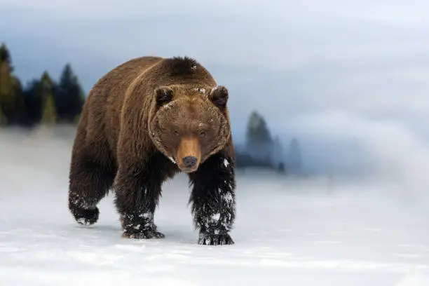 Close wild big brown bear in winter time