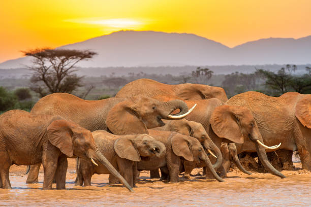istock Elephant in water. National park of Kenya 1203717873
