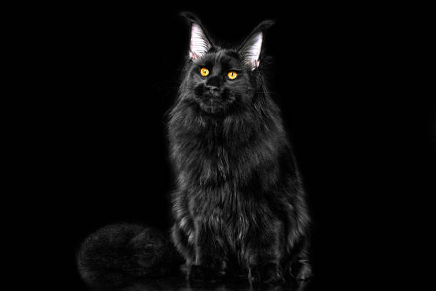 istock Beautiful black maine coon kitten on black background. 1203717926