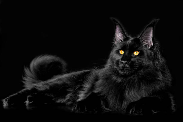 istock Beautiful black maine coon kitten on black background. 1203717931