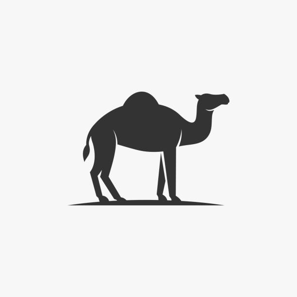 vektor-illustration kamel buckel eine silhouette. - herbivorous animals in the wild camel hoofed mammal stock-grafiken, -clipart, -cartoons und -symbole