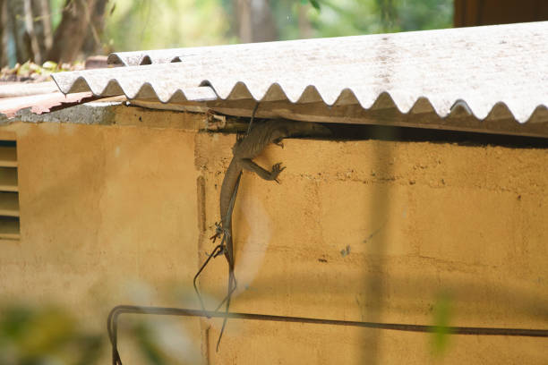 Varan Gets Inside the House Big varan sneaking into the house under the roof in Sri Lanka sponger stock pictures, royalty-free photos & images