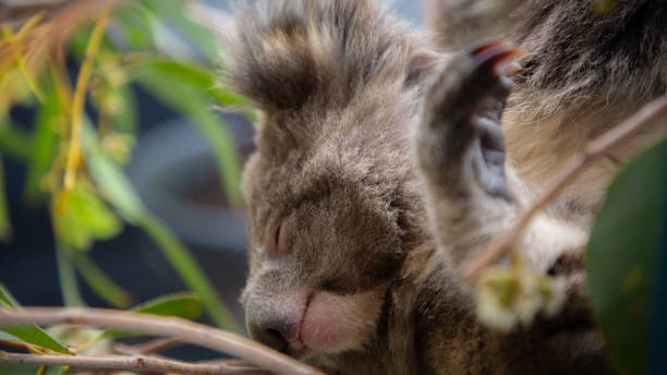 istock A baby koala rests on her mother amongst Eucalyptus branches 1203718776