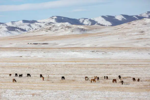 Group of wildhorse during winter season at mongolia