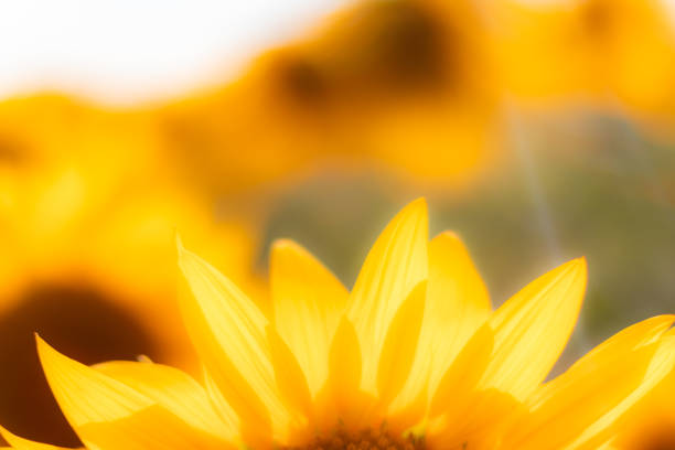 fondo natural de campo de girasoles frescos - sunflower flower flower bed light fotografías e imágenes de stock