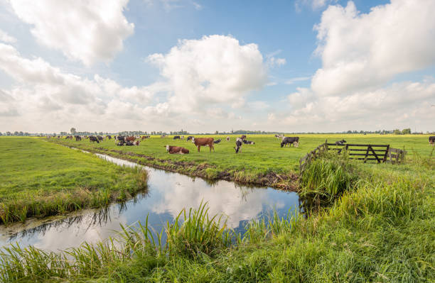 paisaje típico de pólder holandés con vacas pastando - alblasserwaard fotografías e imágenes de stock