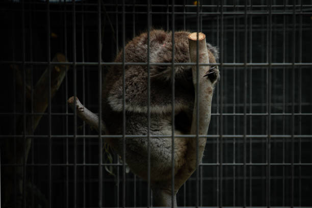 An injured koala resting in its enclosure in the wake of the Australian bushfire disaster, 2020. Photo taken in Kangaroo Island.