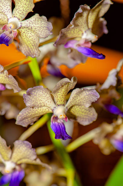 orquídea exótica colorida. - crossbreeding - fotografias e filmes do acervo