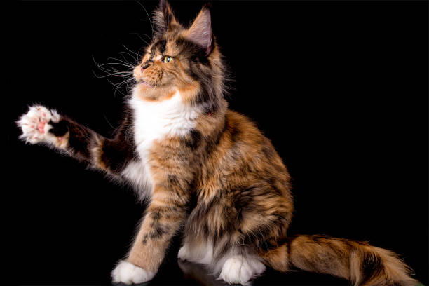 istock Big maine coon cat on black background. 1203721243