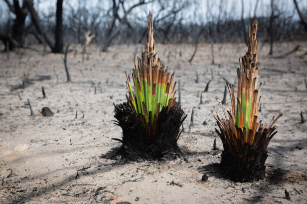 istock Native Xanthorrhoea (grass tree) plants thriving in the wake of bushfire 1203721817