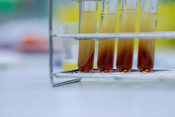 istock Biodiesel production is the process of producing the biofuel, biodiesel, in laboratory. 1203722021