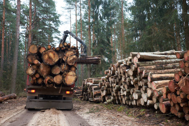 Front Load Logs 4,000+ Loading Logs Stock Photos, Pictures & Royalty-Free Images - iStock