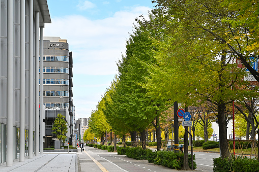 Kanazawa, Japan - November 06, 2019: Many ginkgo trees are seen along the street near Kanazawa station, Kanazawa, Japan