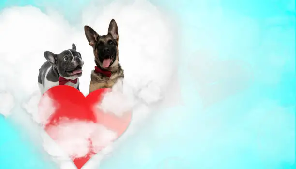 Photo of couple of dogs wearing bowtie and panting happy