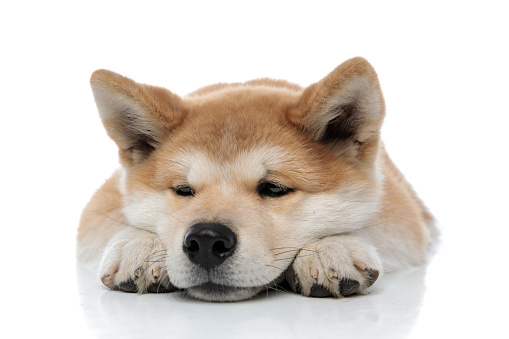 Bothered Akita Inu looking away while laying down on white studio background