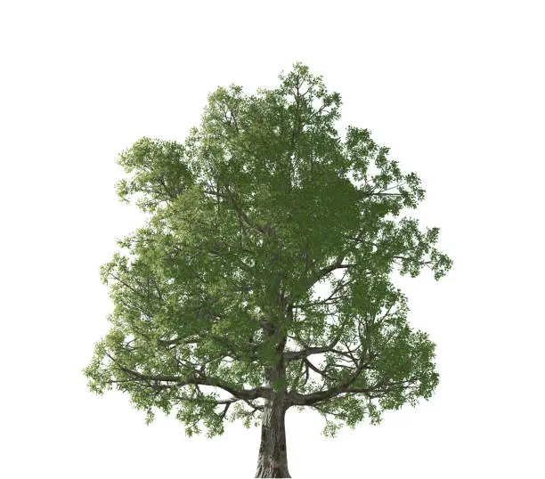 big tree with many leafs on white background