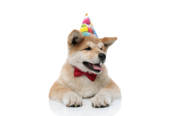 istock Adorable Akita Inu curiously looking away 1203725269