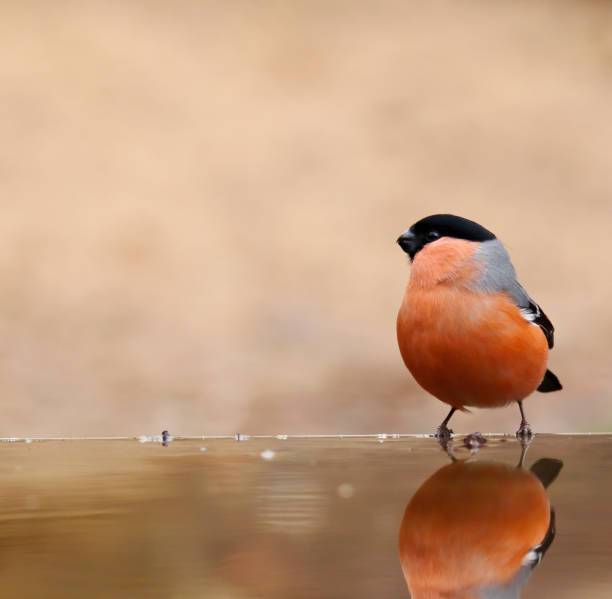 istock Eurasian Bullfinch (Pyrrhula pyrrhula) Male drinking 1203725373