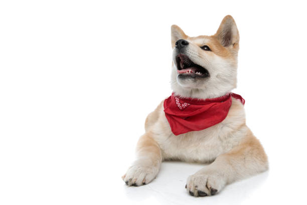 istock Cheerful Akita Inu panting and begging 1203725443
