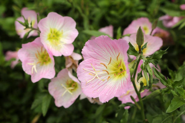 Pink Evening Primrose / Oenothera Speciosa