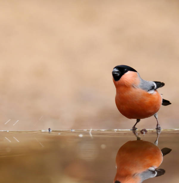 istock Eurasian Bullfinch (Pyrrhula pyrrhula) Male drinking 1203725868