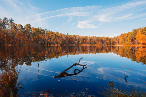 istock Autumn landscape with forest lake at sunny calm fall morning 1203726945