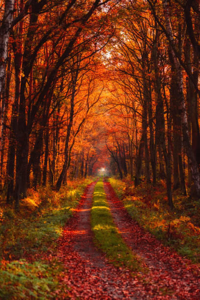 istock Autumn forest road at morning 1203727327