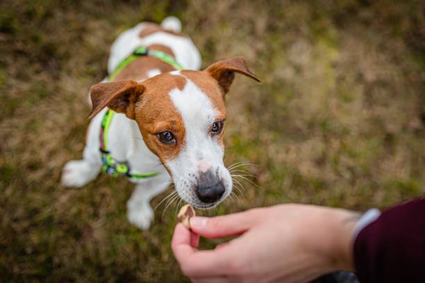 istock Cute friendly brown and white young jack Russell terrier 1203727329