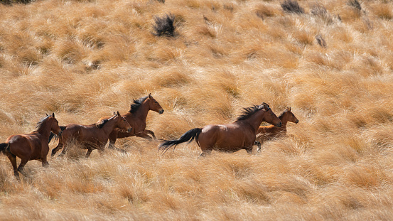 Kaimanawa wild horses running with flying mane on the red tussock grassland