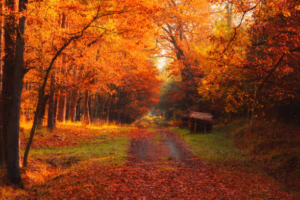 istock Autumn forest road with logs on side and warm sun 1203727598