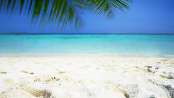 istock Blurred nature summer tropical beach and palm leaves background, Defocused. 1203727614