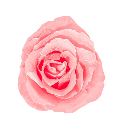 Pink rose with water drops isolated on white background.