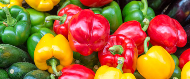 Yellow, green and red bell peppers panorama, summer vegetable web banner