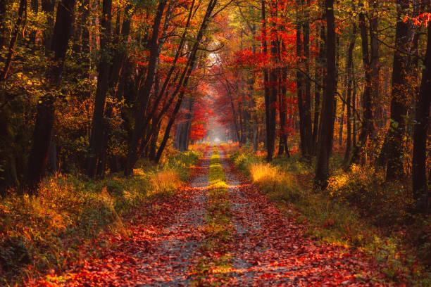 istock Road in autumn forest 1203728579
