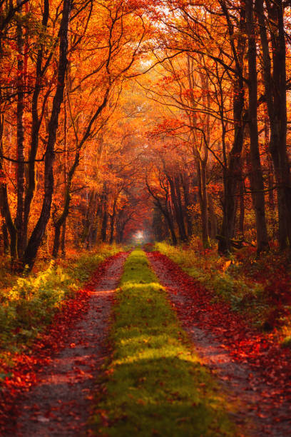 istock Road in autumn forest at morning 1203728650
