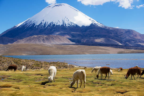 istock White alpacas graze in Lauca National park near Putre, Chile. 1203728919
