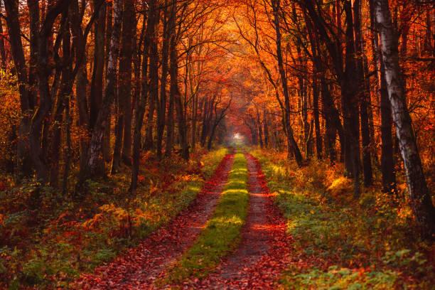 istock Autumn forest road at misty morning 1203729077