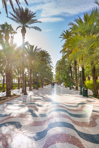 Alicante city La Explanada palm trees Spain photo