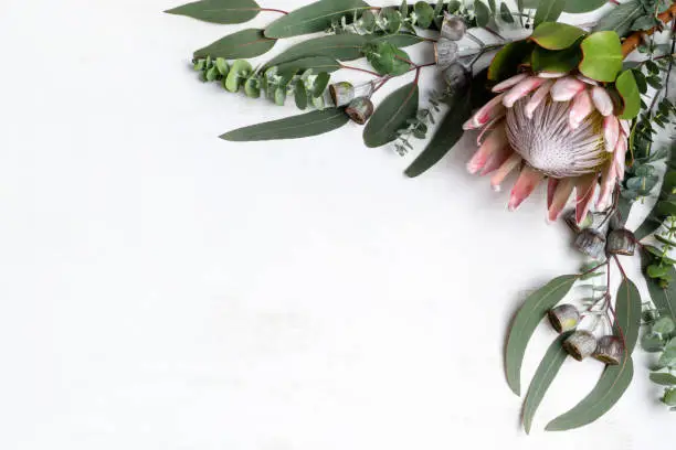 Beautiful pink King protea surrounded by Australian native eucalyptus leaves and gum nuts, creating a floral border on a white background.