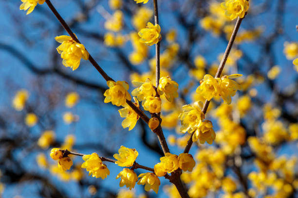 istock SOSHINROUBAI :Chimonanthus praecox var. lutea 1203732804