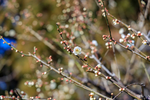 istock UME Plum : Armeniaca mume 