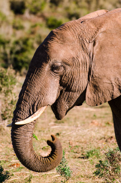 słoń zbliżenie, trąba tusk. addo elephants park, republika południowej afryki - addo south africa southern africa africa zdjęcia i obrazy z banku zdjęć
