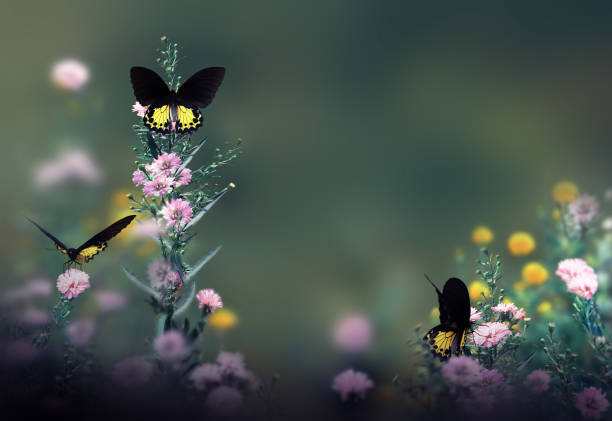 Art of nature