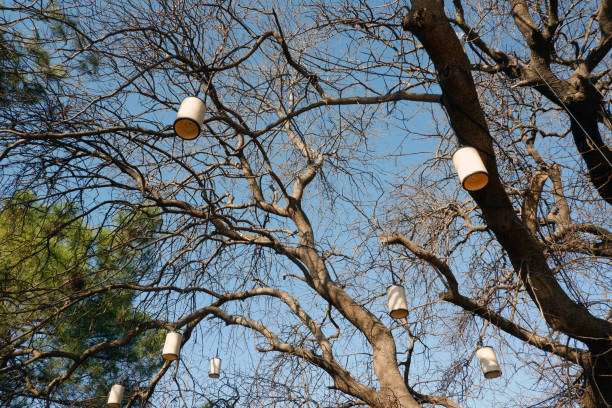istock Lanterns hung on a deciduous Pistacia lentiscus. 1203735036