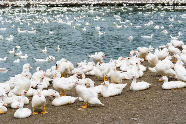 istock Goose on traditional free range poultry farm 1203735081