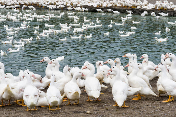 istock Goose on traditional free range poultry farm 1203735284